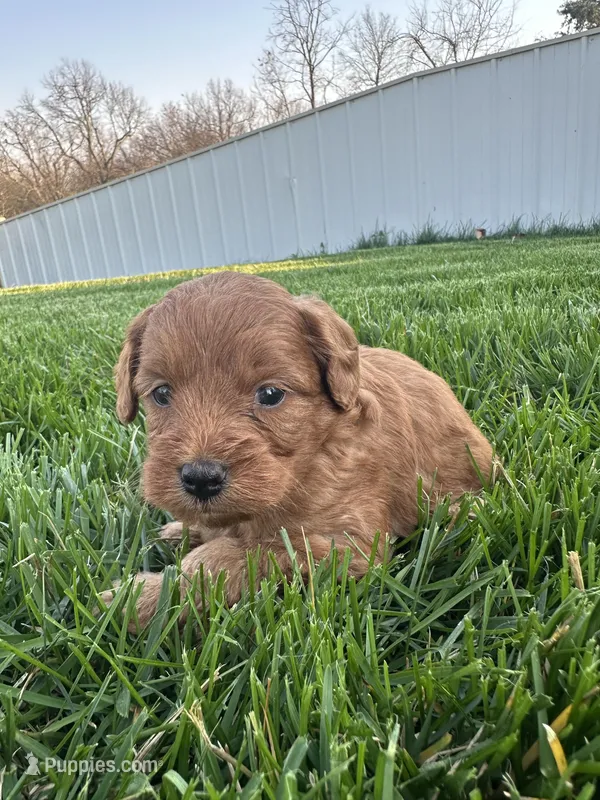 Jake – Goldendoodle puppy for sale in Munfordville, KY
