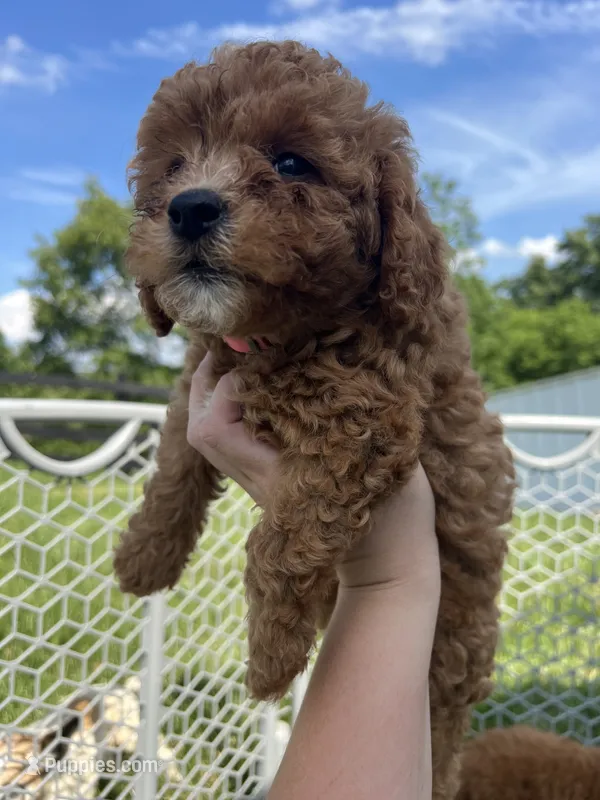 Gracie – Miniature Goldendoodle puppy for sale in Munfordville, KY