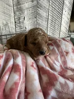 Ginger, a female Poodle - Miniature  for sale in Munfordville, KY – Photo 3 of 4