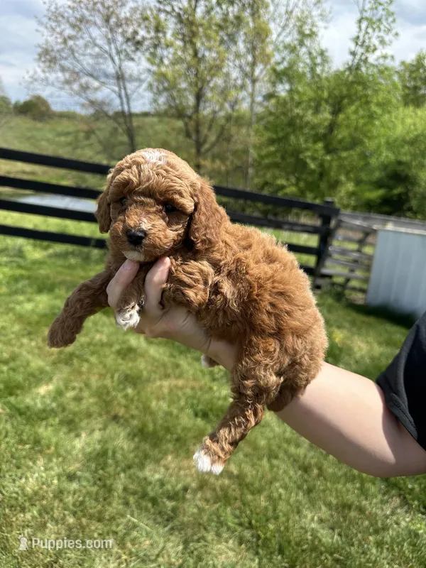 Ginger – Poodle - Miniature  puppy for sale in Munfordville, KY