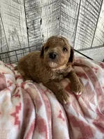 Ginger, a female Poodle - Miniature  for sale in Munfordville, KY – Photo 2 of 4