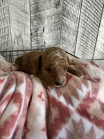 Ginger, a female Poodle - Miniature  for sale in Munfordville, KY – Photo 4 of 4