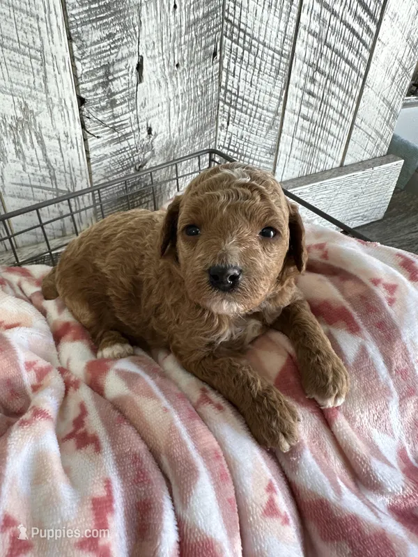 Ginger – Poodle - Miniature  puppy for sale in Munfordville, KY