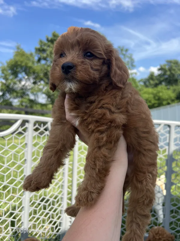 Rex – Miniature Goldendoodle puppy for sale in Munfordville, KY