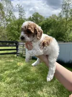 Bailey, a female Poodle - Toy  for sale in Munfordville, KY – Photo 2 of 3