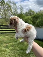Bailey, a female Poodle - Toy  for sale in Munfordville, KY – Photo 3 of 3