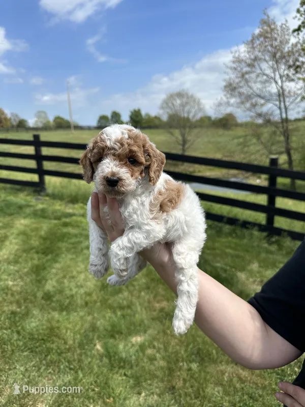 Bailey, a female Poodle - Toy  for sale in Munfordville, KY – Photo 1 of 3