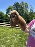 Leo, a male Poodle - Miniature  for sale in Munfordville, KY – 2 of 8