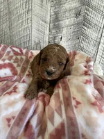 Gracie, a female Miniature Goldendoodle for sale in Munfordville, KY – 2 of 3
