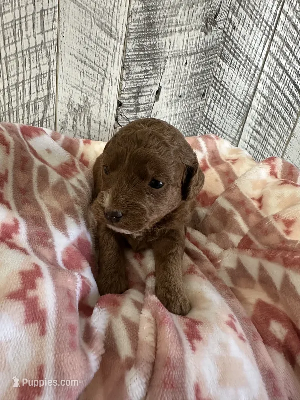 Ruby – Miniature Goldendoodle puppy for sale in Munfordville, KY