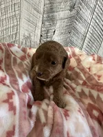 Ruby, a female Miniature Goldendoodle for sale in Munfordville, KY – 1 of 3