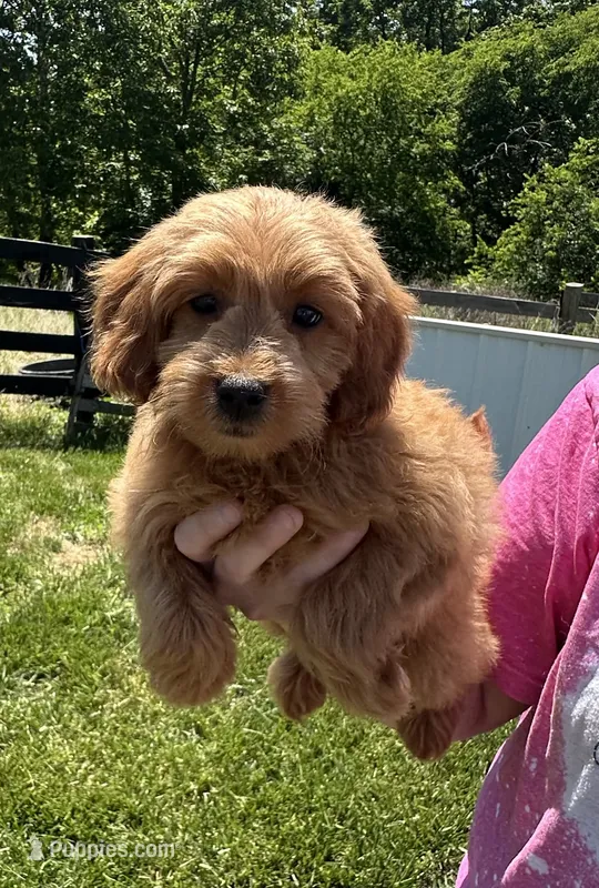 Buster – Miniature Goldendoodle puppy for sale in Munfordville, KY