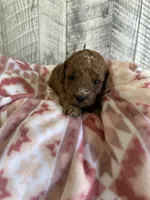 Gracie, a female Miniature Goldendoodle for sale in Munfordville, KY – 1 of 3