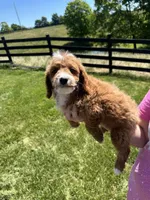 Oliver, a male Poodle - Miniature  for sale in Munfordville, KY – 2 of 8