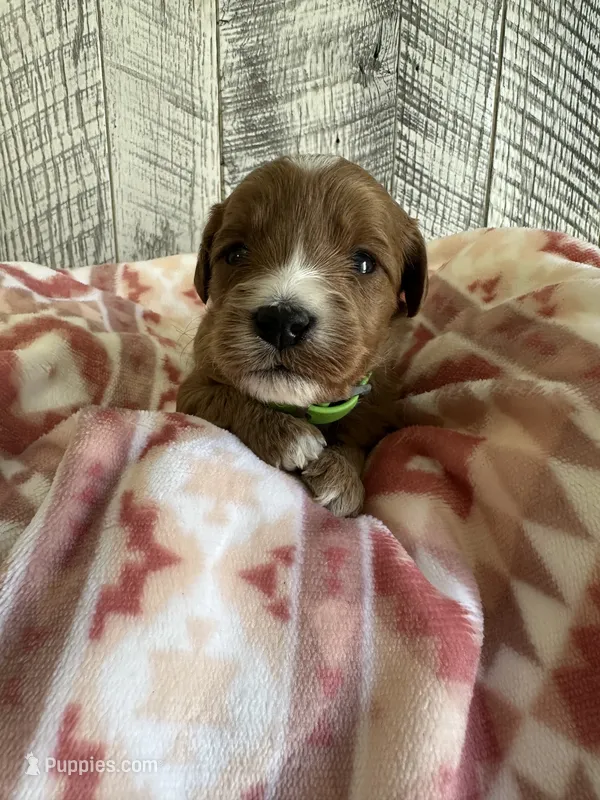 Beau – Miniature Goldendoodle puppy for sale in Munfordville, KY