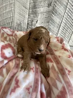Princess, a female Miniature Goldendoodle for sale in Munfordville, KY – 3 of 3