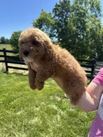 Leo, a male Poodle - Miniature  for sale in Munfordville, KY – 3 of 8