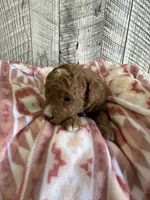 Princess, a female Miniature Goldendoodle for sale in Munfordville, KY – 2 of 3