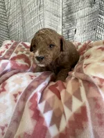 Sam, a male Miniature Goldendoodle for sale in Munfordville, KY – 2 of 2