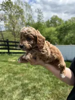 Ace, a male Poodle - Miniature  for sale in Munfordville, KY – 4 of 6