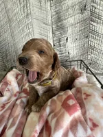 Ace, a male Poodle - Miniature  for sale in Munfordville, KY – Photo 3 of 3