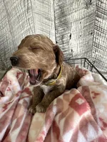 Ace, a male Poodle - Miniature  for sale in Munfordville, KY – Photo 2 of 3