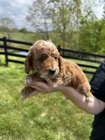 Ace, a male Poodle - Miniature  for sale in Munfordville, KY – 5 of 6