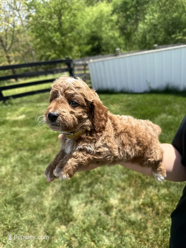 Ace – Poodle - Miniature  puppy for sale in Munfordville, KY