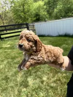 Ace, a male Poodle - Miniature  for sale in Munfordville, KY – 3 of 6