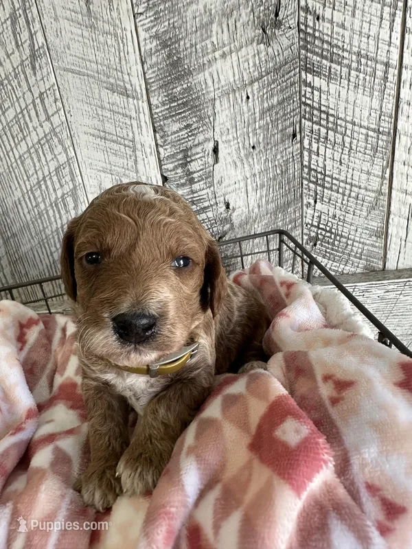 Ace – Poodle - Miniature  puppy for sale in Munfordville, KY