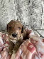 Ace, a male Poodle - Miniature  for sale in Munfordville, KY – Photo 1 of 3