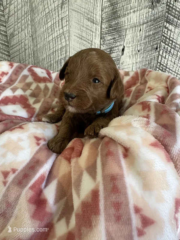 Rex – Miniature Goldendoodle puppy for sale in Munfordville, KY