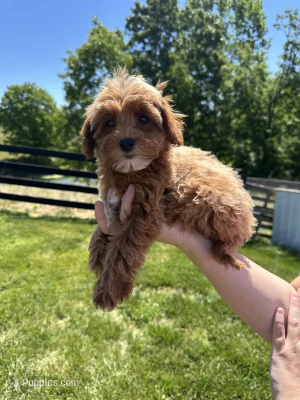 Sadie – Miniature Goldendoodle puppy for sale in Munfordville, KY