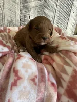 Rex, a male Miniature Goldendoodle for sale in Munfordville, KY – 3 of 3