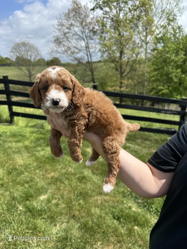 Oliver – Poodle - Miniature  puppy for sale in Munfordville, KY
