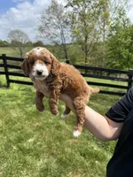 Oliver, a male Poodle - Miniature  for sale in Munfordville, KY – 3 of 8