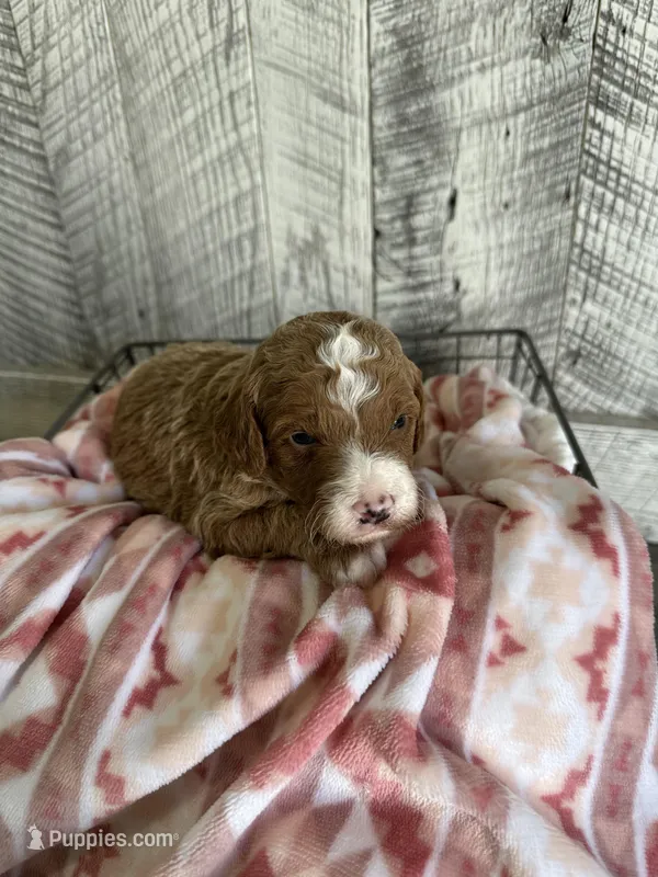 Oliver – Poodle - Miniature  puppy for sale in Munfordville, KY