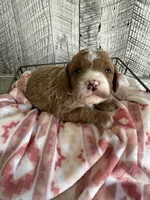 Oliver, a male Poodle - Miniature  for sale in Munfordville, KY – Photo 2 of 4