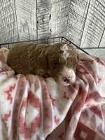 Oliver, a male Poodle - Miniature  for sale in Munfordville, KY – Photo 4 of 4