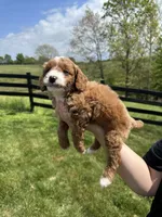 Oliver, a male Poodle - Miniature  for sale in Munfordville, KY – 4 of 8