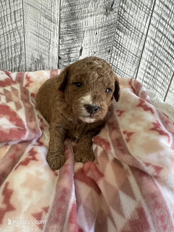 Sam – Miniature Goldendoodle puppy for sale in Munfordville, KY