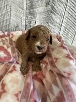 Sam, a male Miniature Goldendoodle for sale in Munfordville, KY – 1 of 2