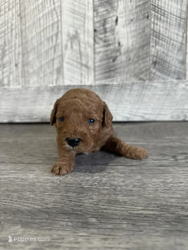 Milo – Goldendoodle puppy for sale in Munfordville, KY