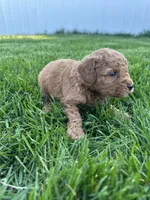 Milo, a male Miniature Goldendoodle for sale in Munfordville, KY – Photo 4 of 7