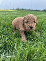 Milo, a male Miniature Goldendoodle for sale in Munfordville, KY – Photo 3 of 7