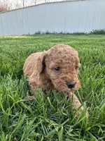 Milo, a male Miniature Goldendoodle for sale in Munfordville, KY – Photo 5 of 7