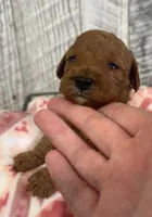 Milo, a male Goldendoodle for sale in Munfordville, KY – Photo 2 of 2