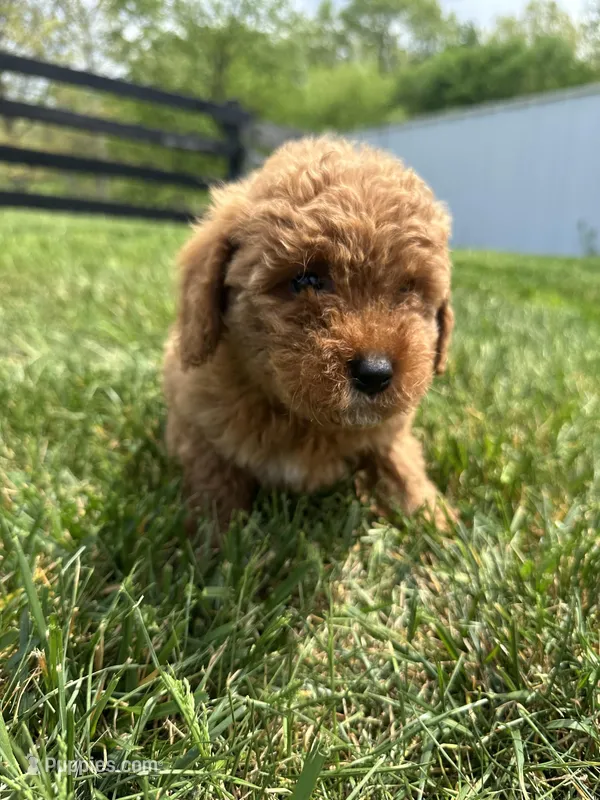 Milo – Miniature Goldendoodle puppy for sale in Munfordville, KY