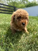 Milo, a male Miniature Goldendoodle for sale in Munfordville, KY – Photo 1 of 7