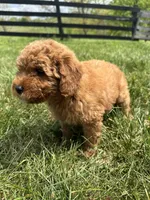 Milo, a male Miniature Goldendoodle for sale in Munfordville, KY – Photo 2 of 7
